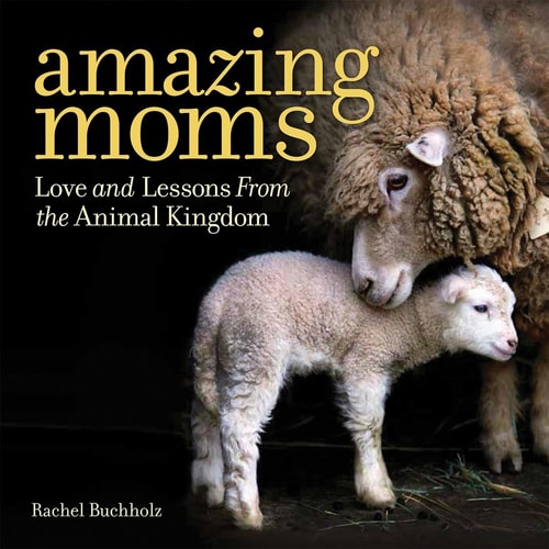 Amazing Moms Love, Laughter, and Lessons from the Animal Kingdom
