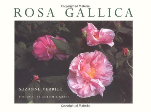 Rosa Gallica