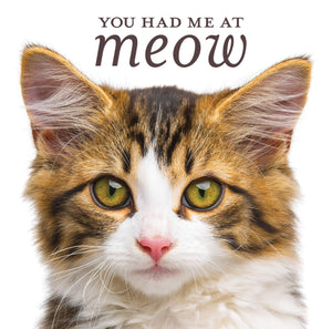 You Had Me at Meow